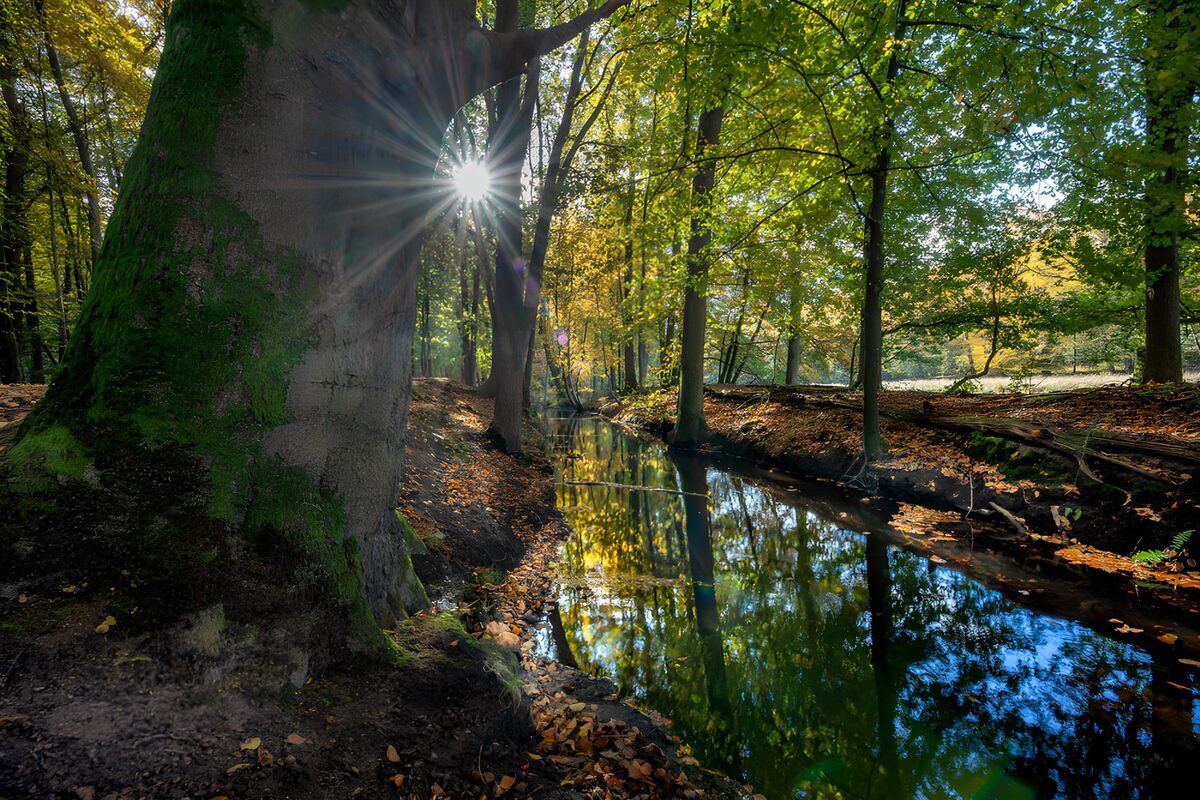 Autumn sun over a woodland stream
