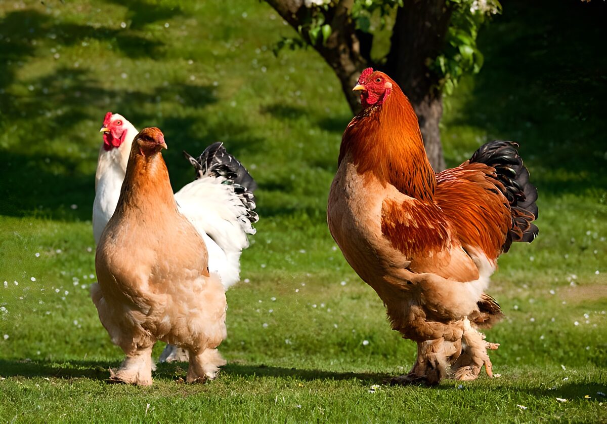 Cockerel and hens on a sunlit lawn