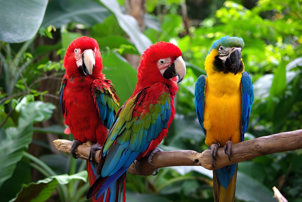 Three colourful macaws on a branch