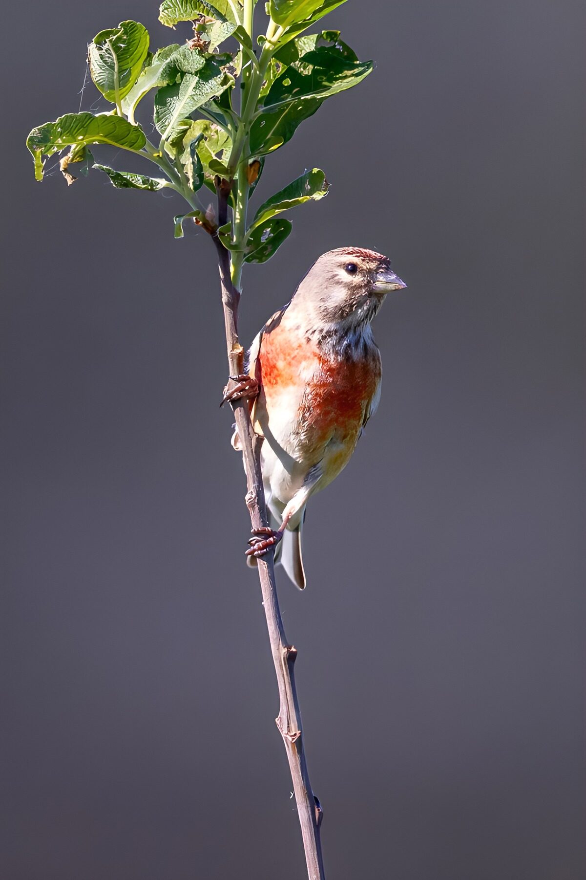 Small bird on a sunlit stem