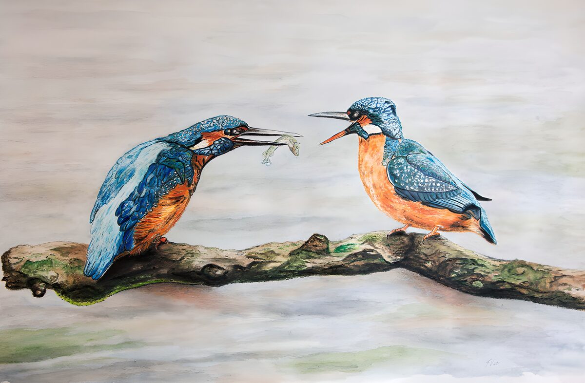 Two kingfishers sharing a mossy perch