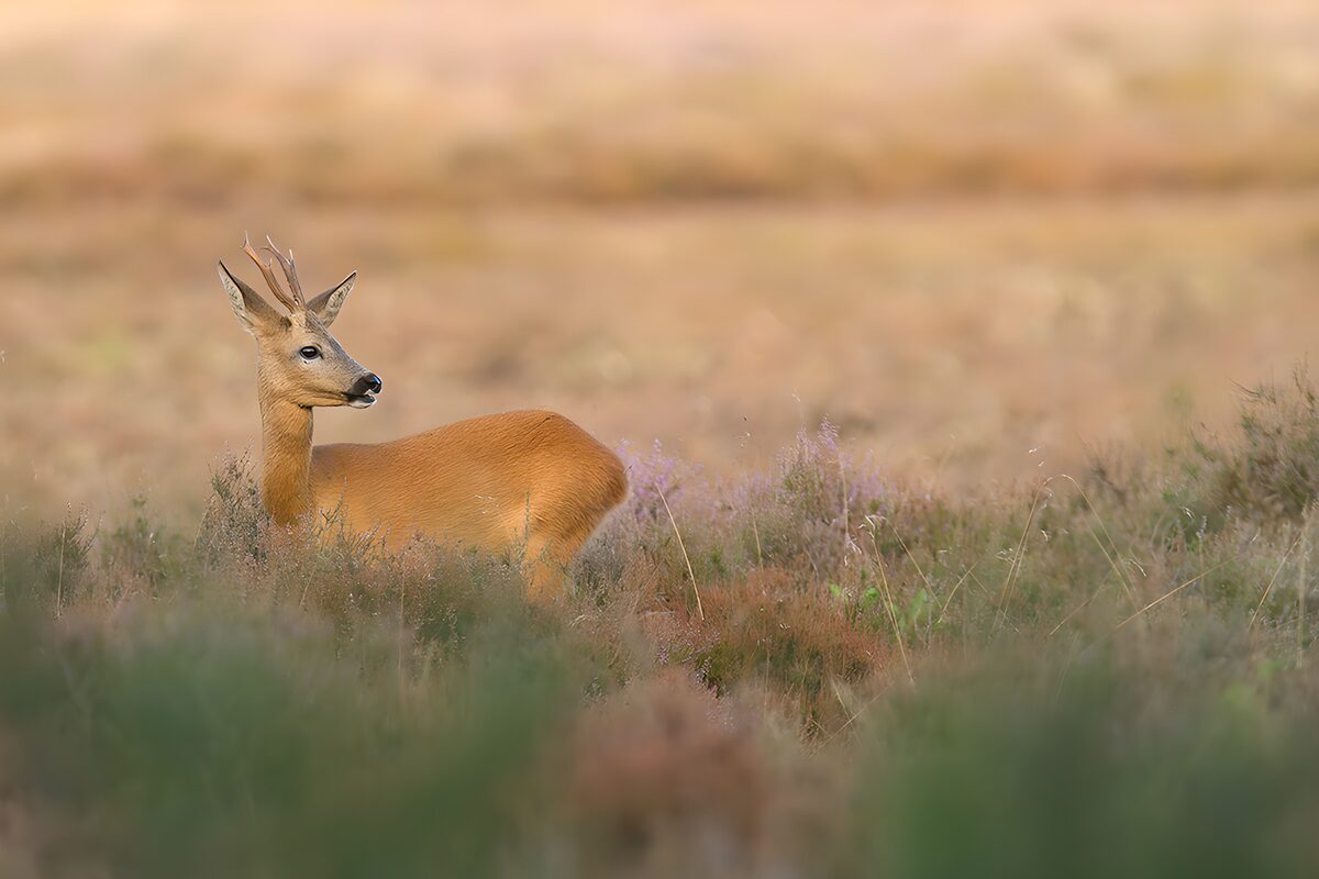 Roe buck standing watch in the heather