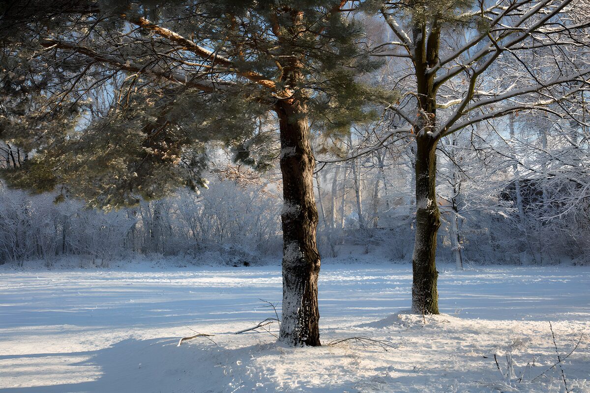 Sunlit trees in a snow-covered wood