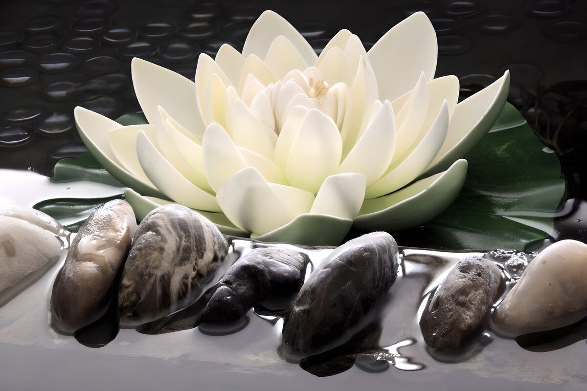 White water lily on still water
