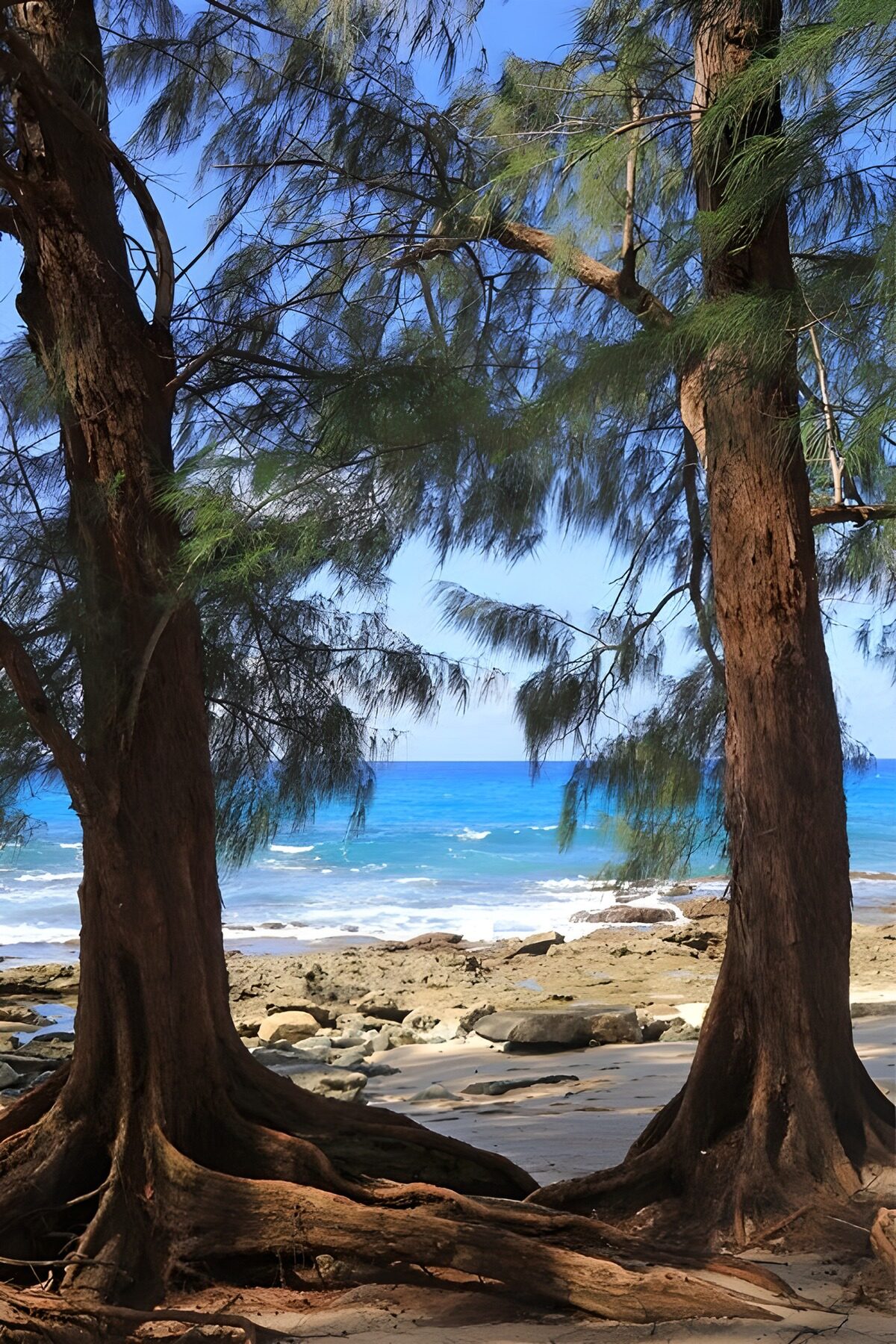 Sunlit coast framed by two trees