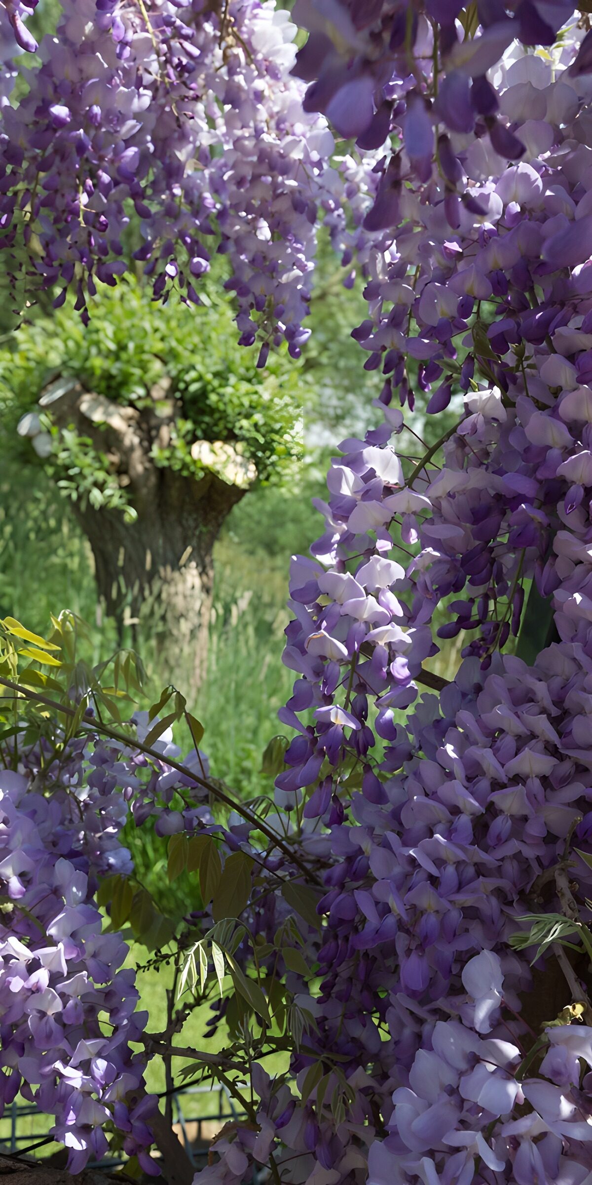 Lilac wisteria in dappled sunlight