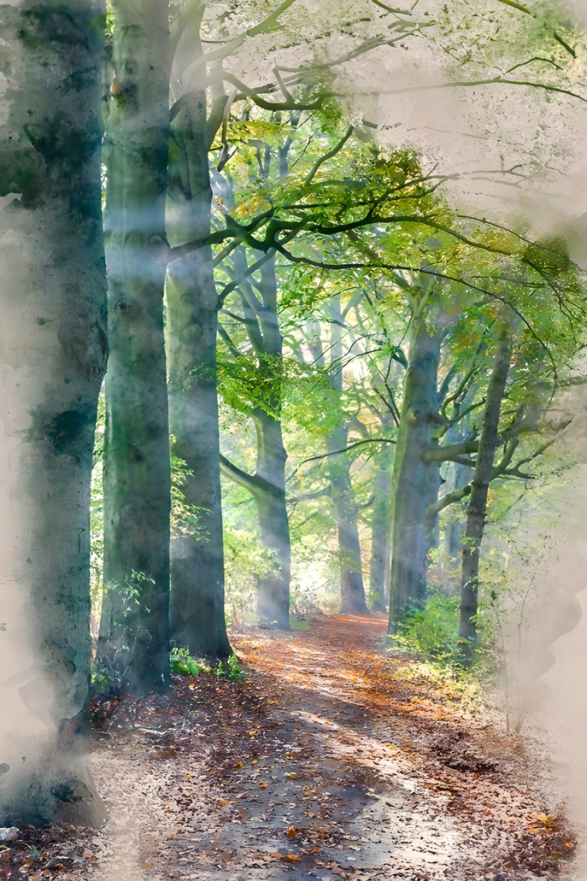 Where the woodland path meets the light