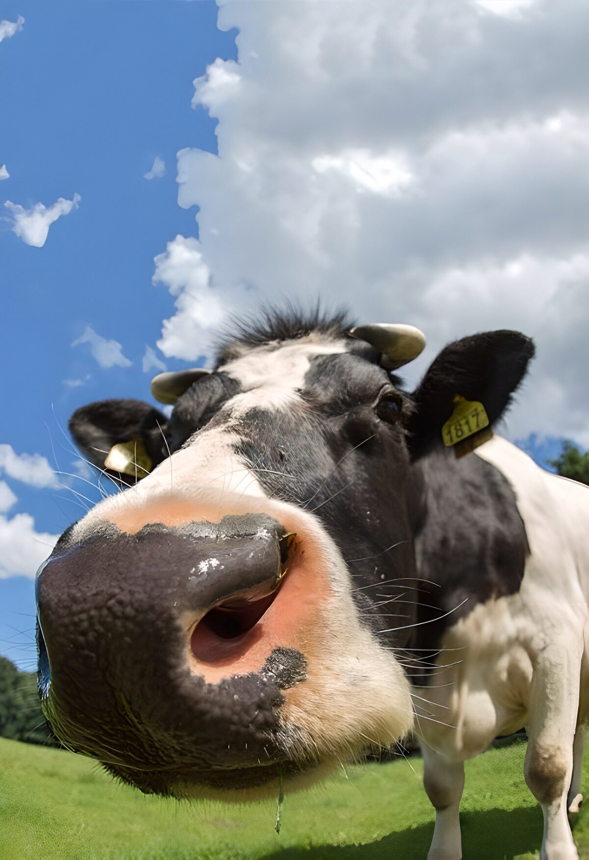 A curious black-and-white cow up close