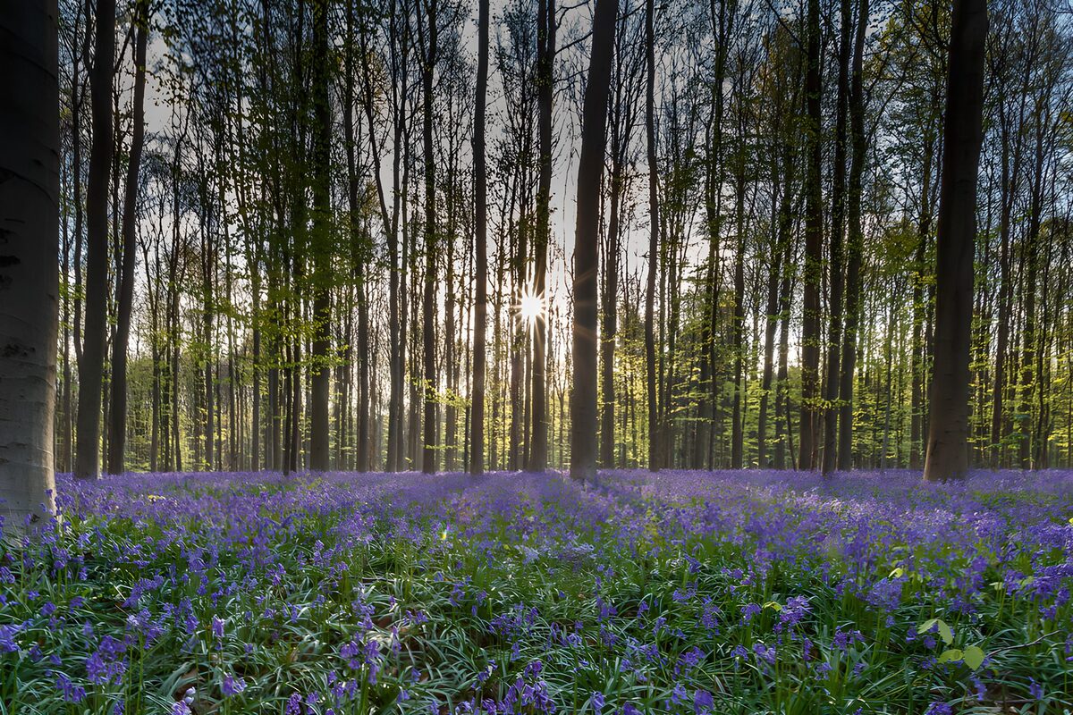 Bluebells in sunlit spring woodland