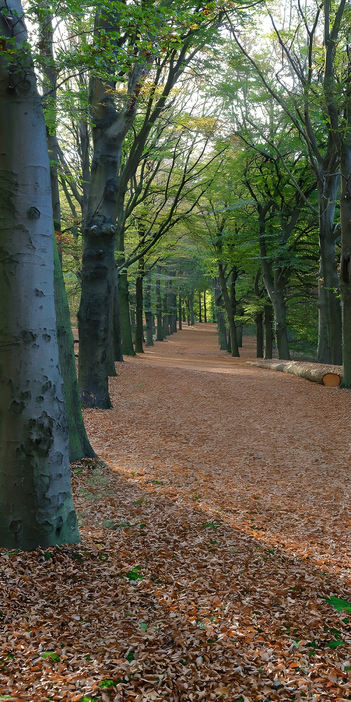 A quiet path through the beech trees