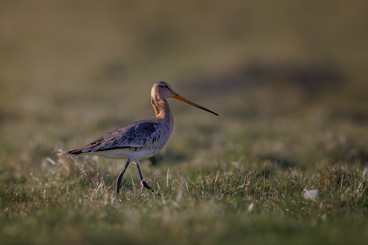 Black-tailed godwit in sunlit grass