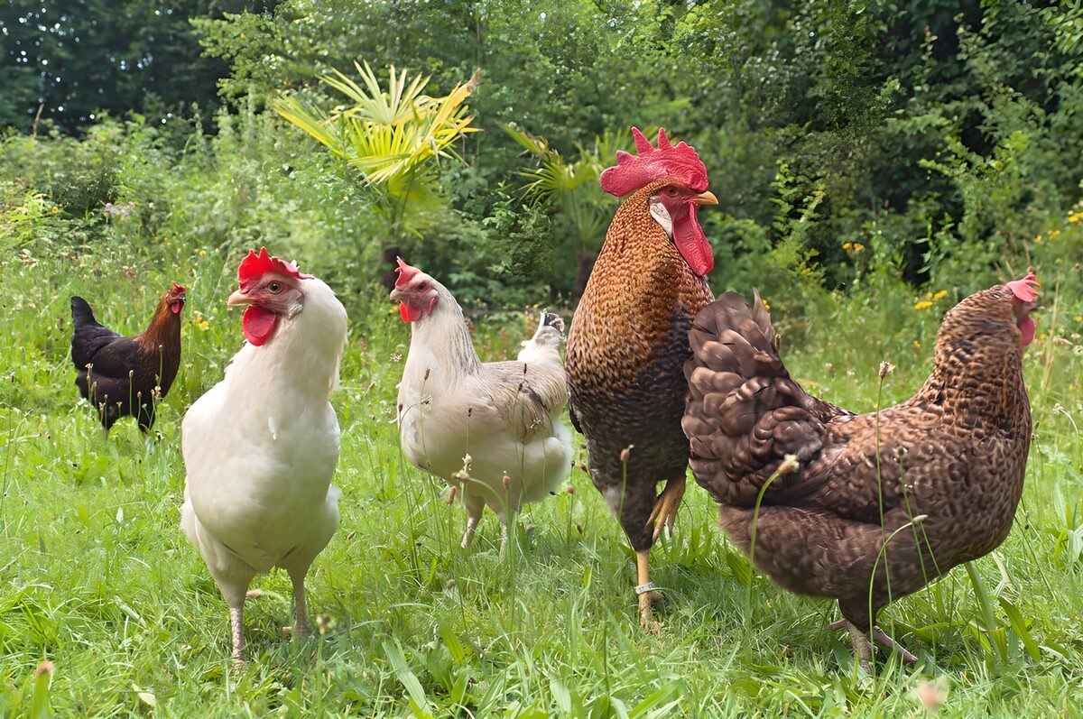 Five chickens in long garden grass