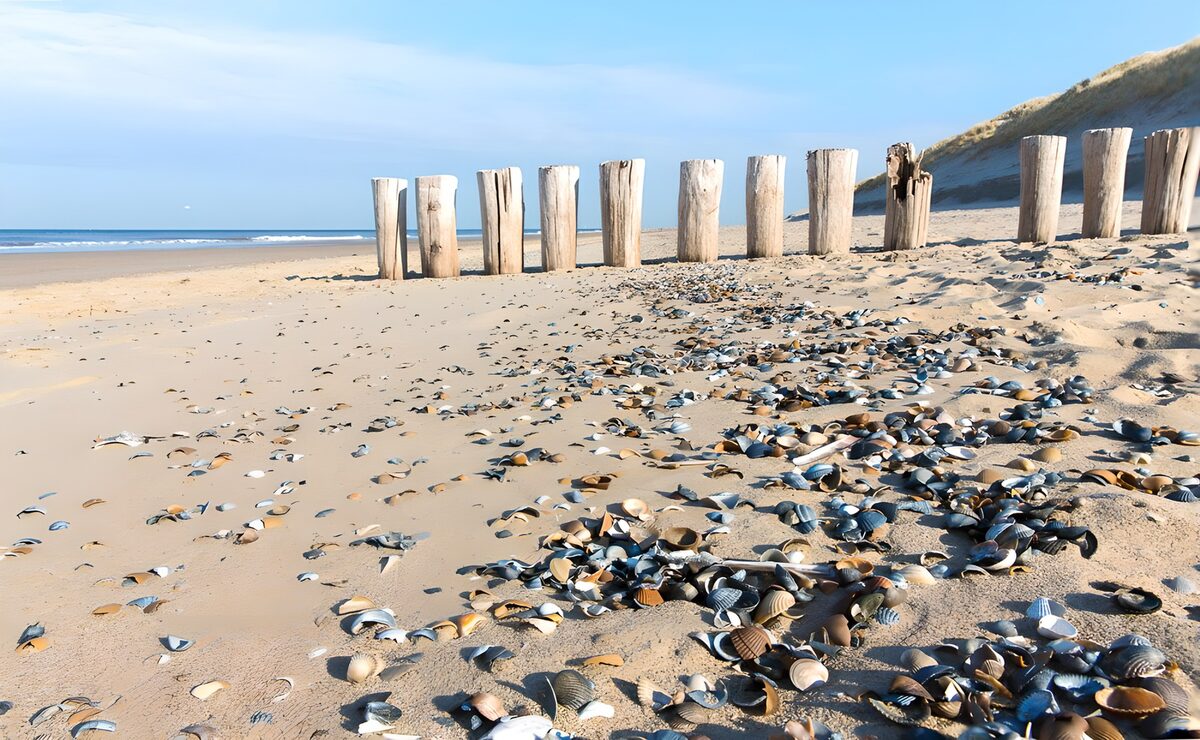 Shell-strewn beach with weathered posts