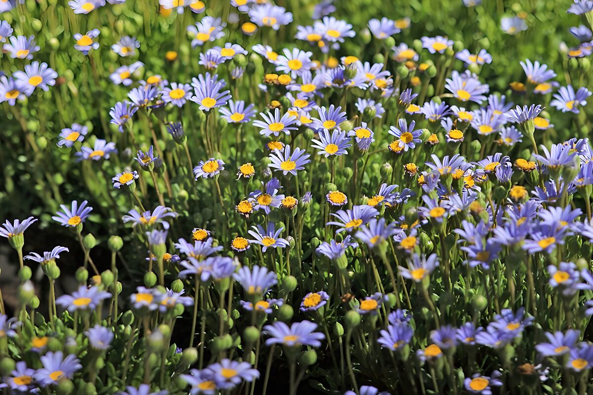 Sunlit blue and purple daisy-like flowers