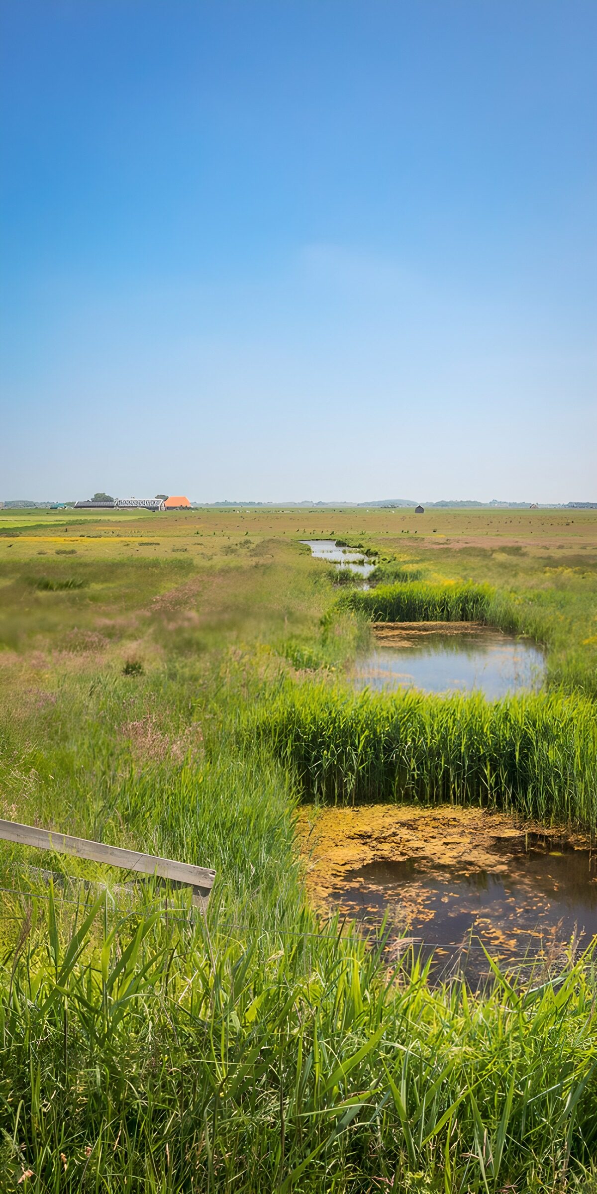 Sunlit meadow and reed-lined waterway