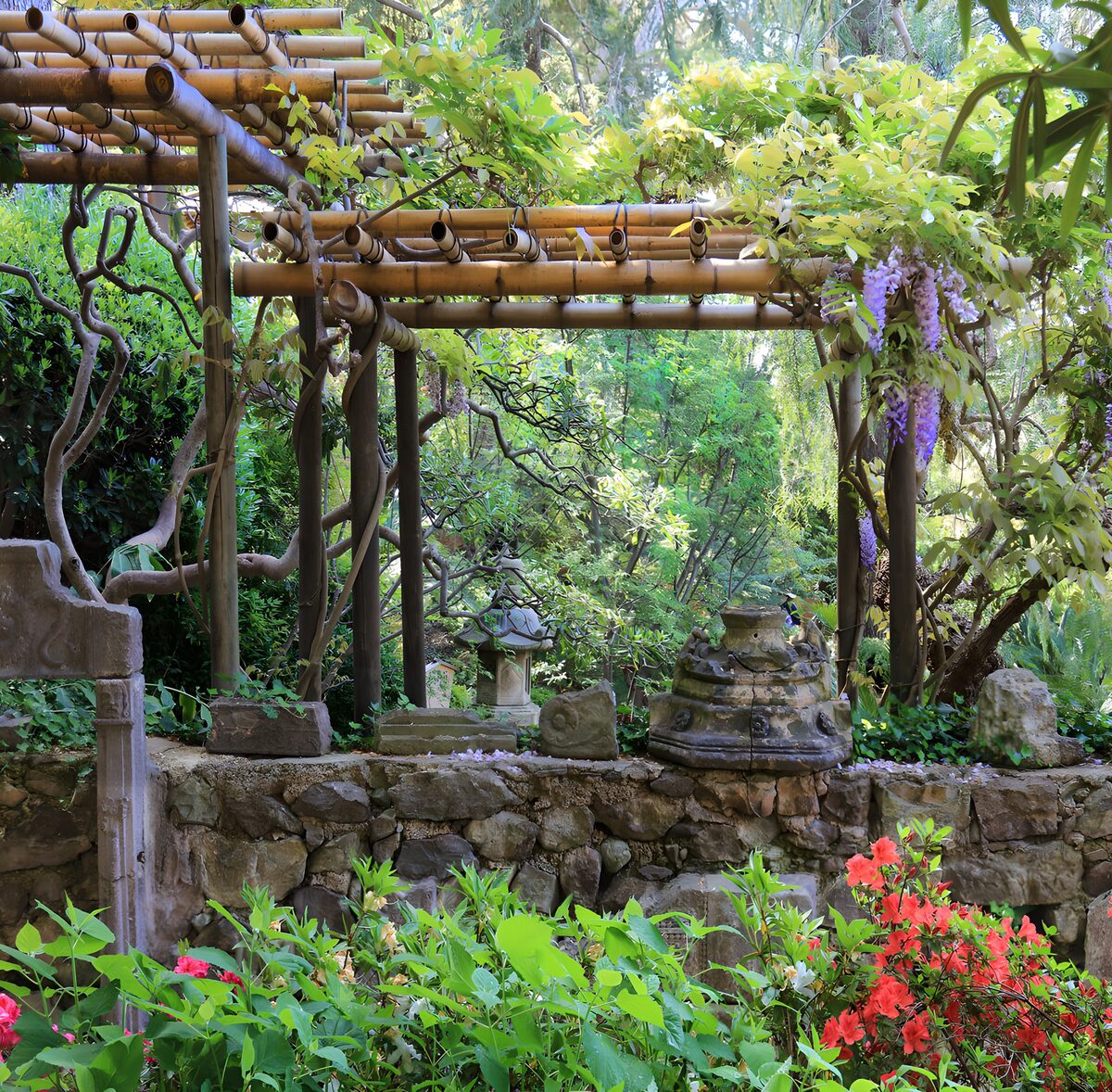 Wisteria over a shady bamboo pergola