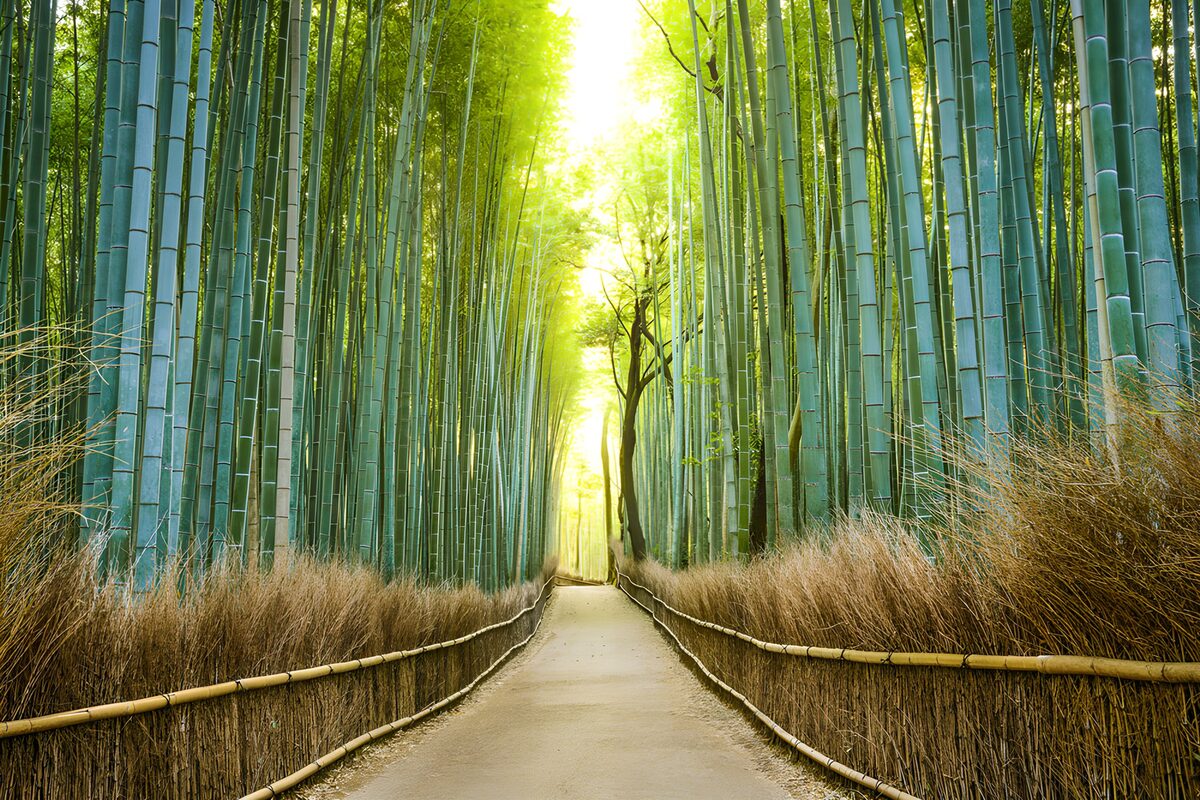A quiet path through tall bamboo