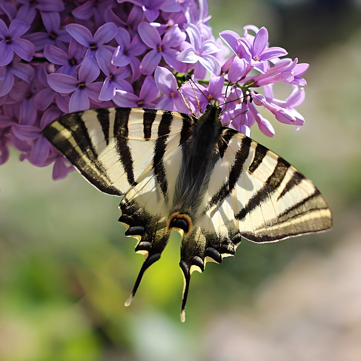 Butterfly on sunlit purple lilac