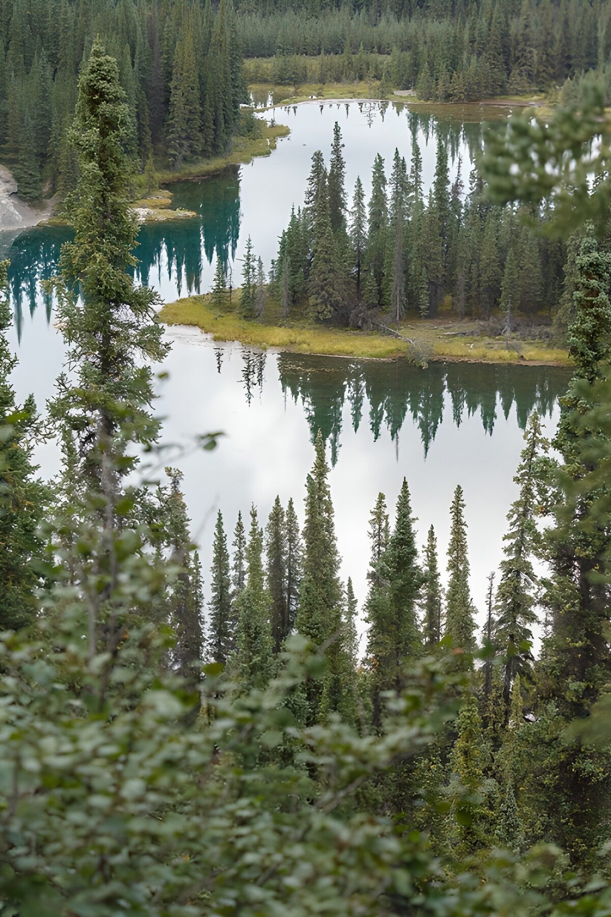 Still lake in a conifer forest
