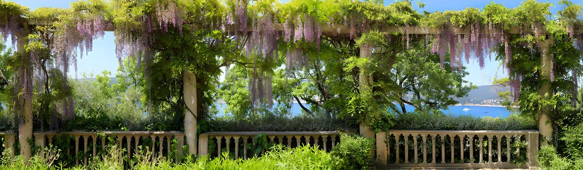 Wisteria pergola in coastal sunshine