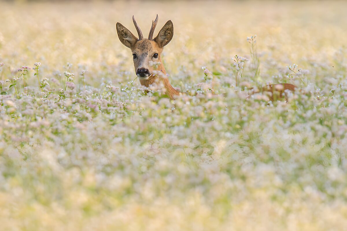 Roe deer among pale meadow flowers