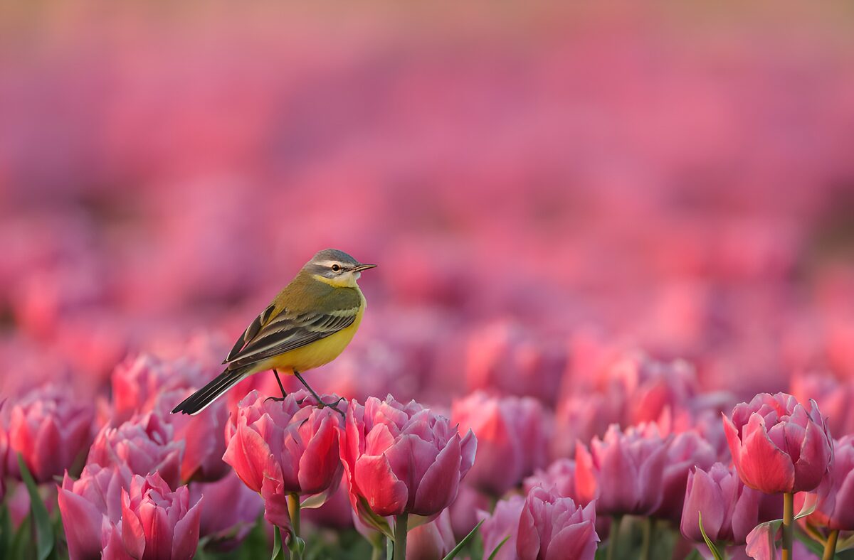 Yellow wagtail on a pink spring tulip