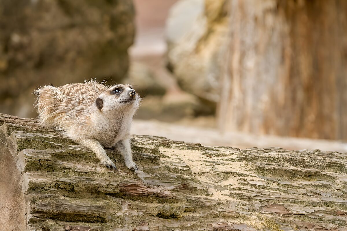 Meerkat at ease on a rough-barked log