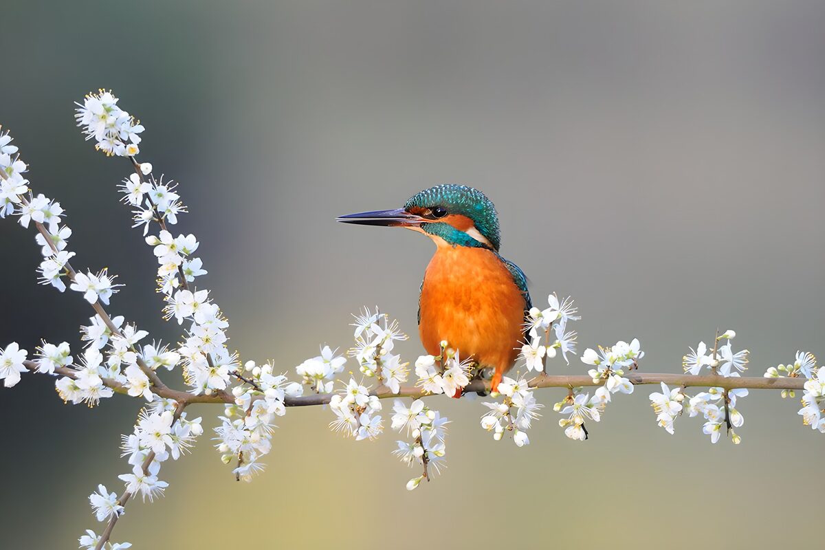 Kingfisher on a spring blossom branch