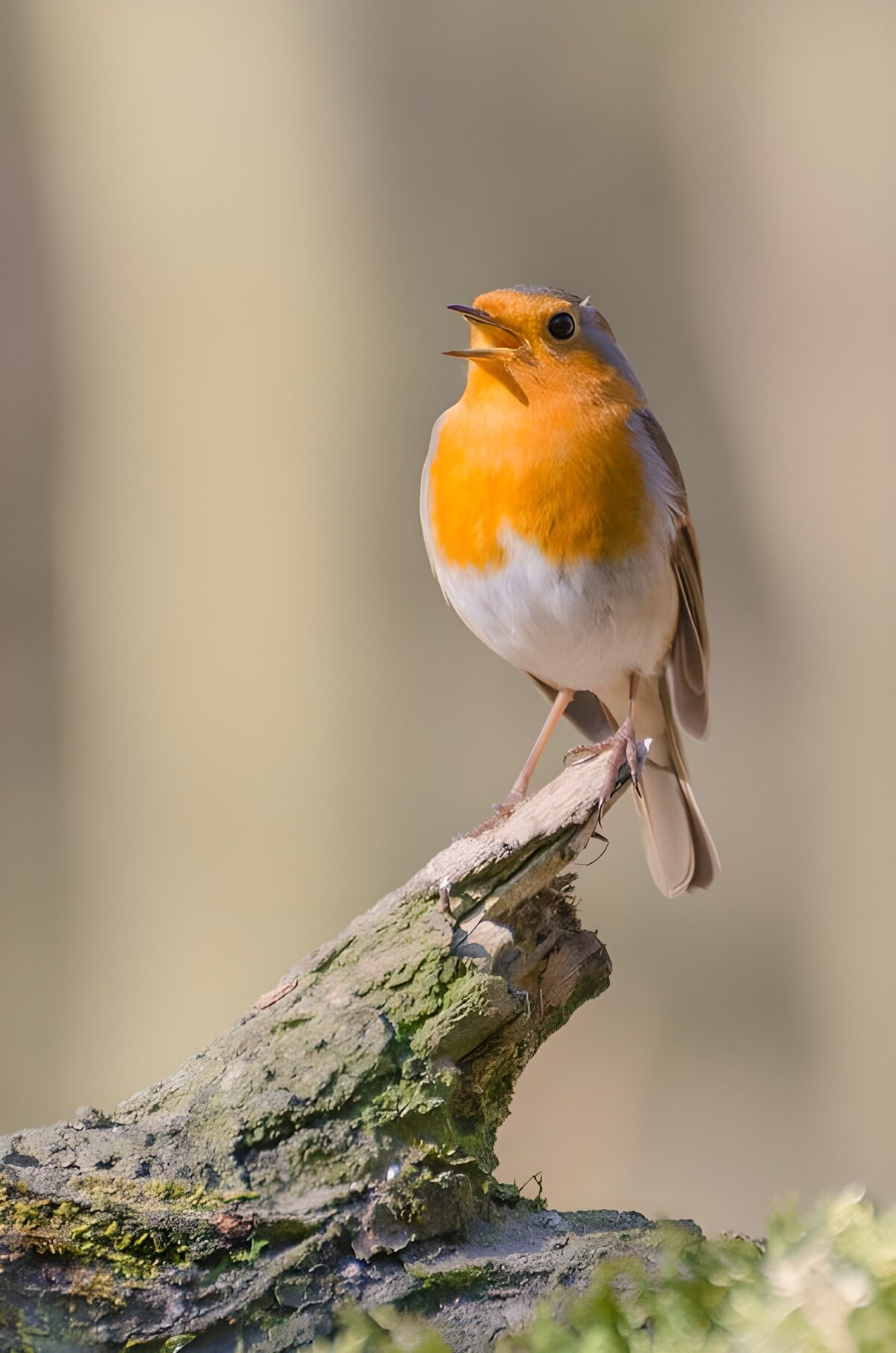 Robin singing on a sunlit branch