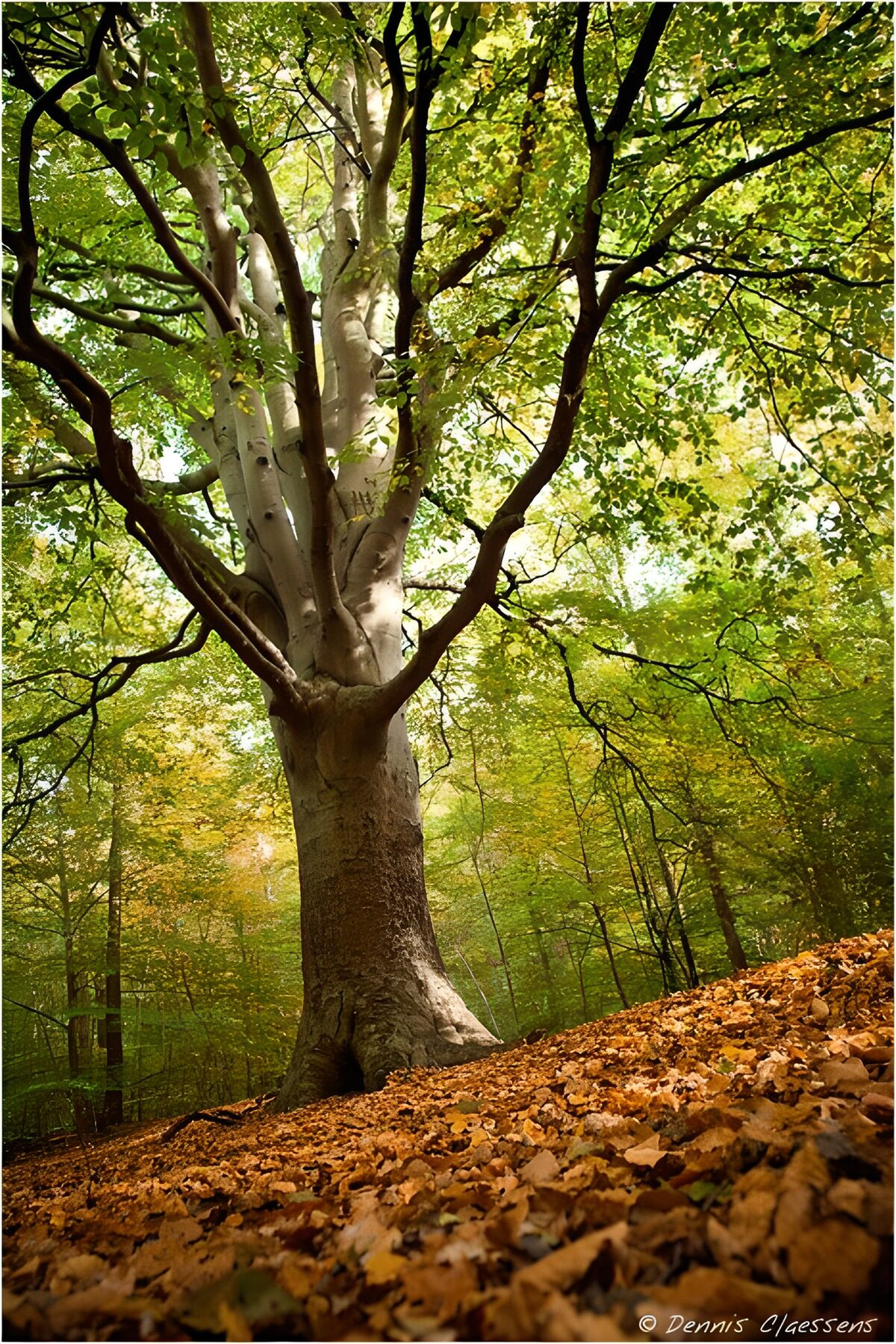 Autumn light on a woodland beech
