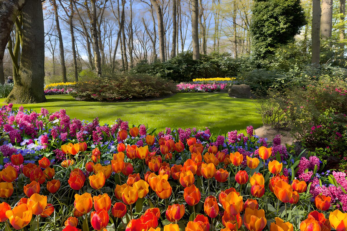 Orange tulips in a sunlit spring garden