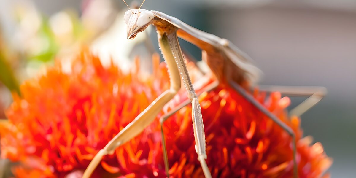 Praying mantis on a glowing orange bloom