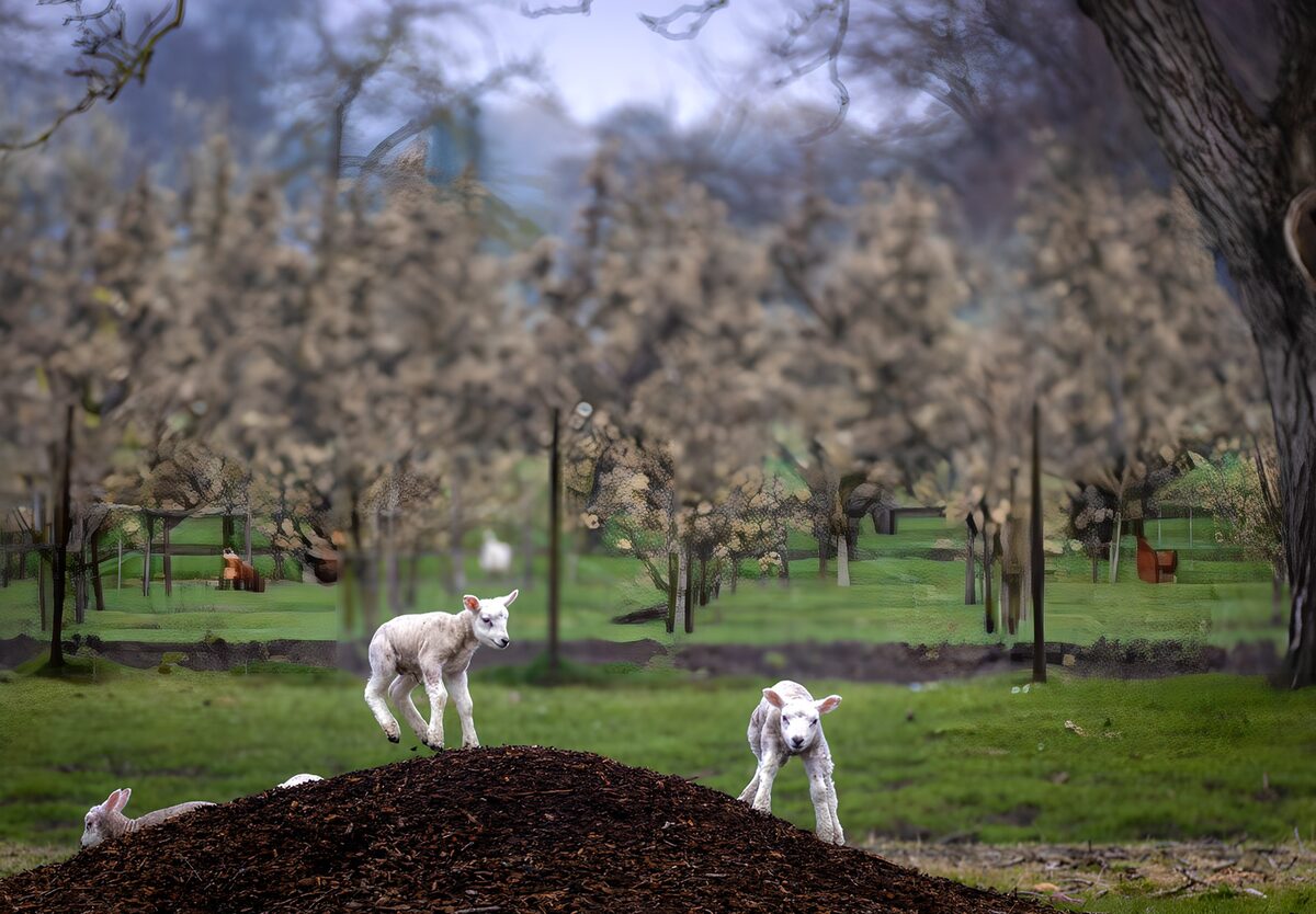 Lambs beneath the spring blossom