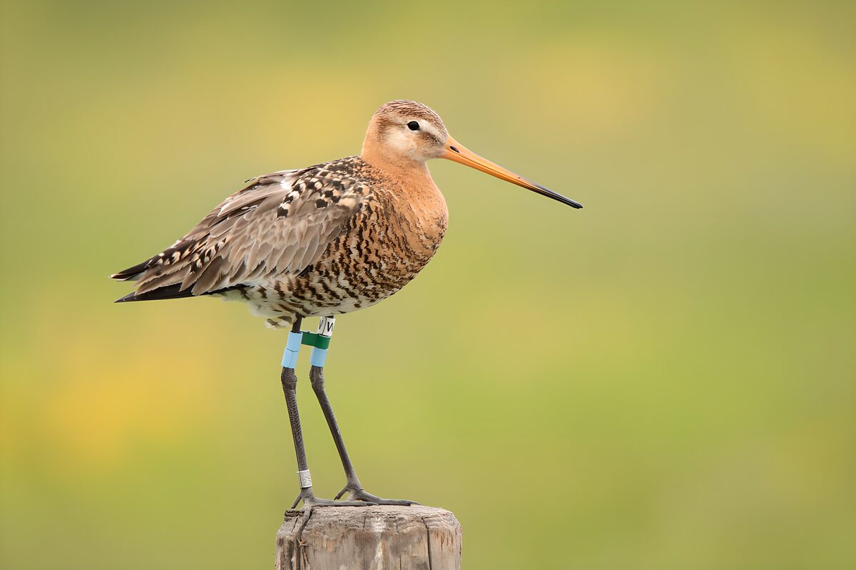 Black-tailed godwit on a weathered post