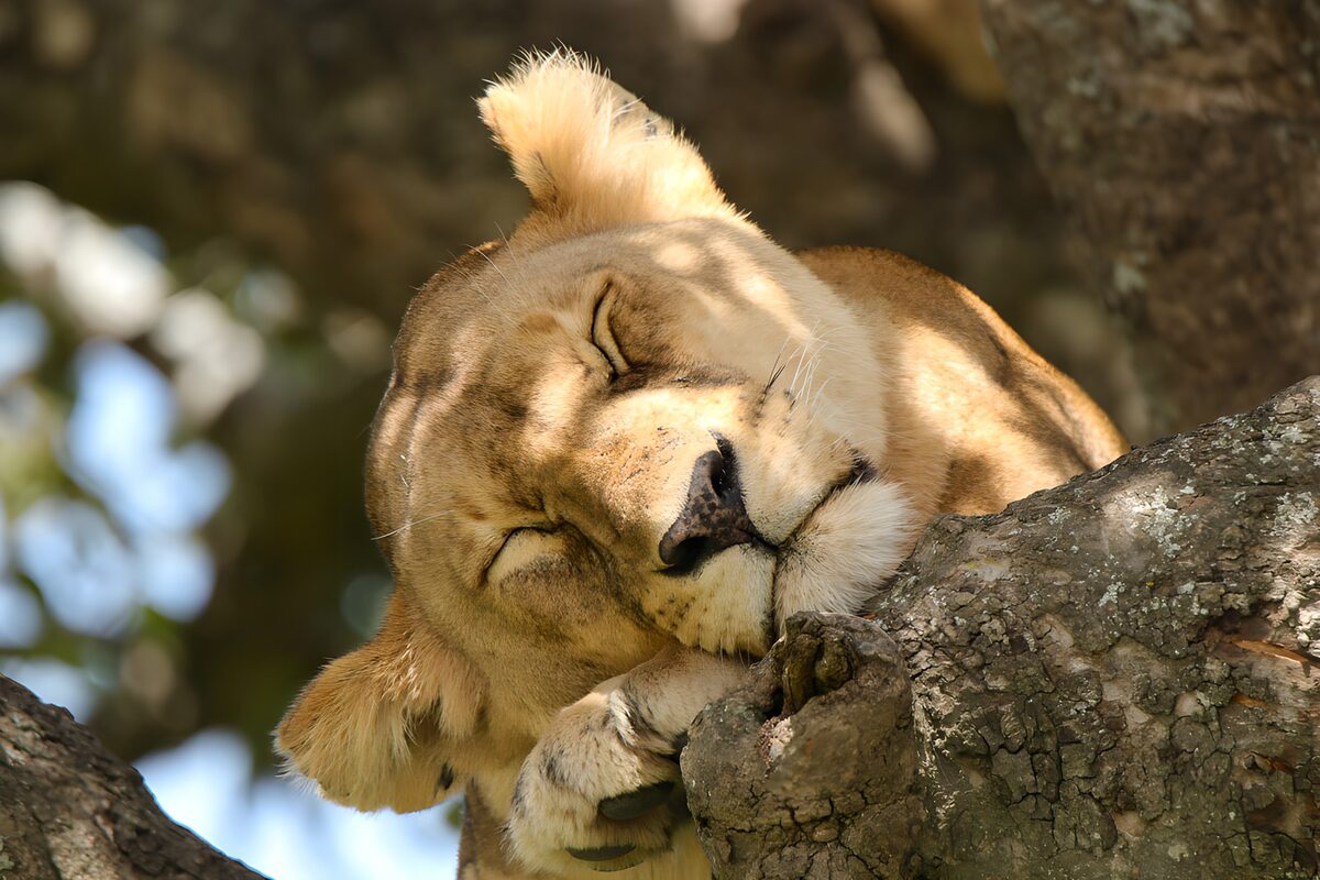 Sleeping lioness on a sunlit branch