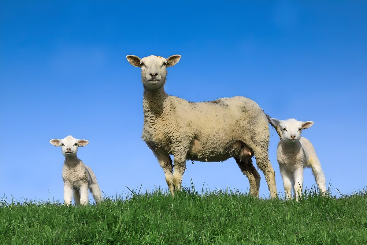 Ewe and two lambs in the sunshine