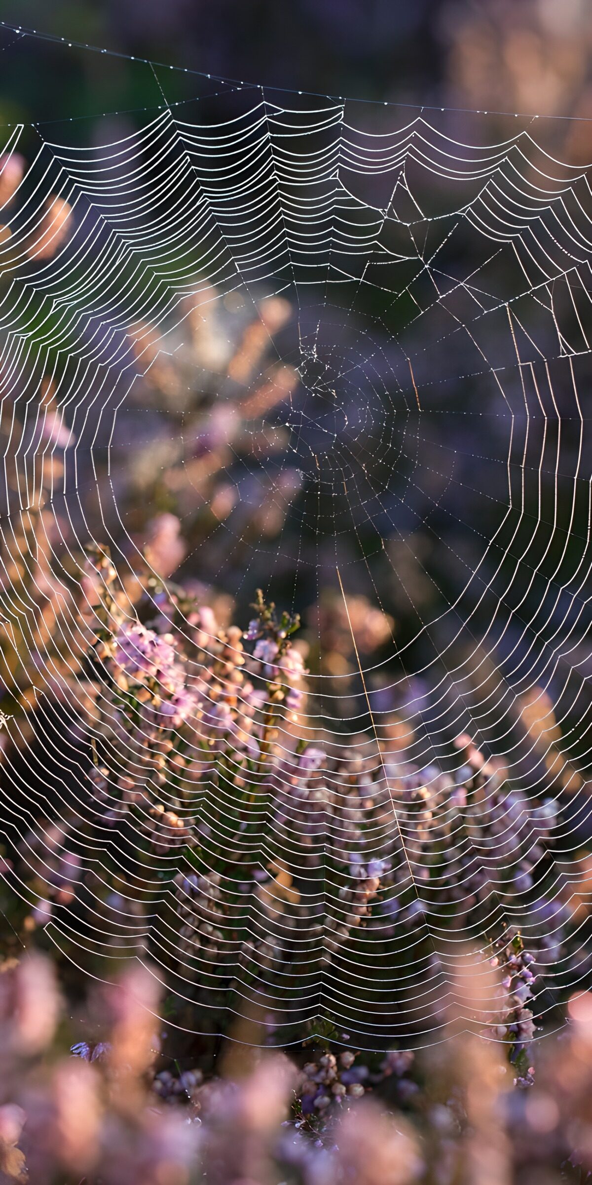 Spider web over softly blurred heather