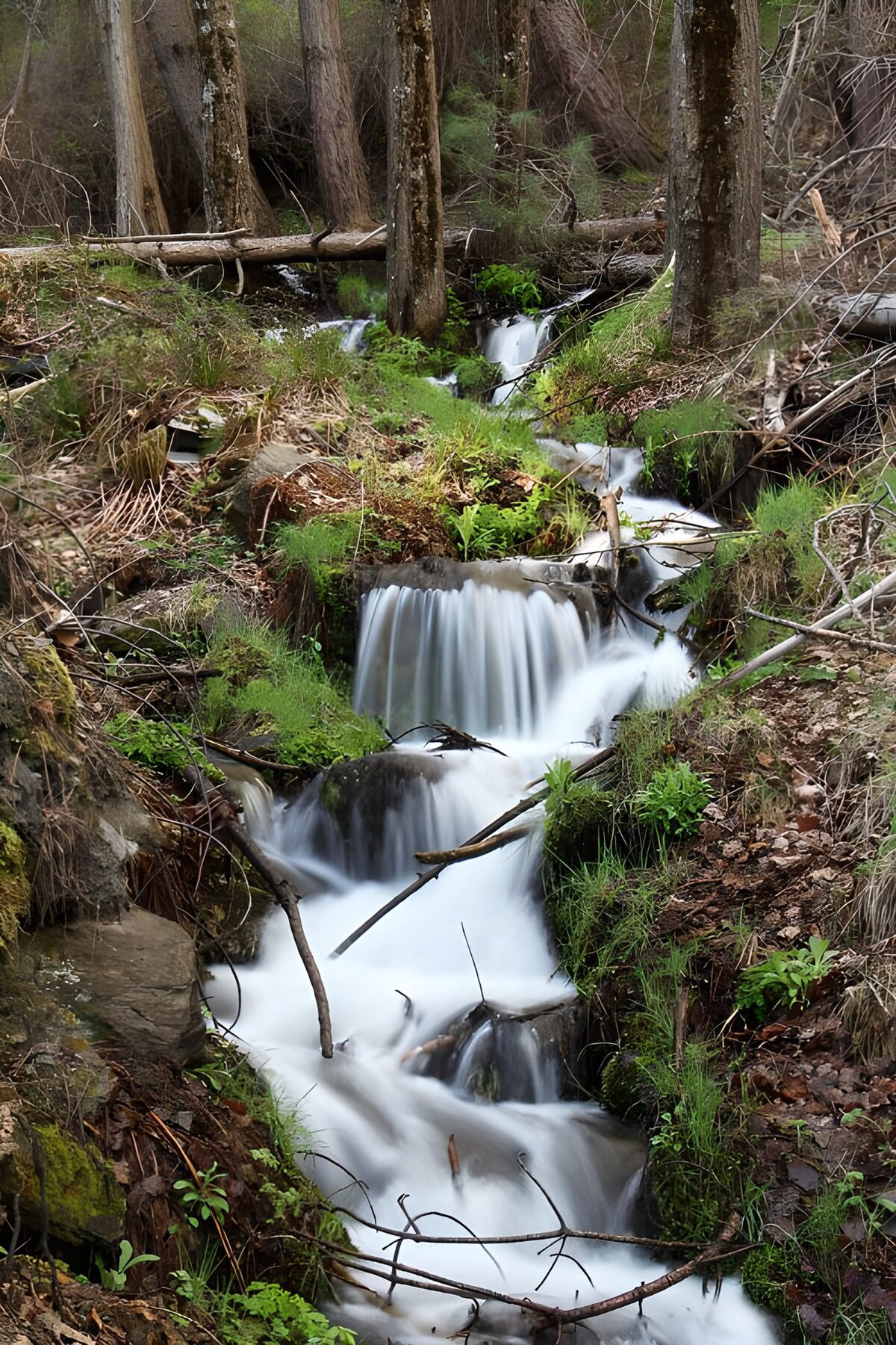 A stream of silk through the woods