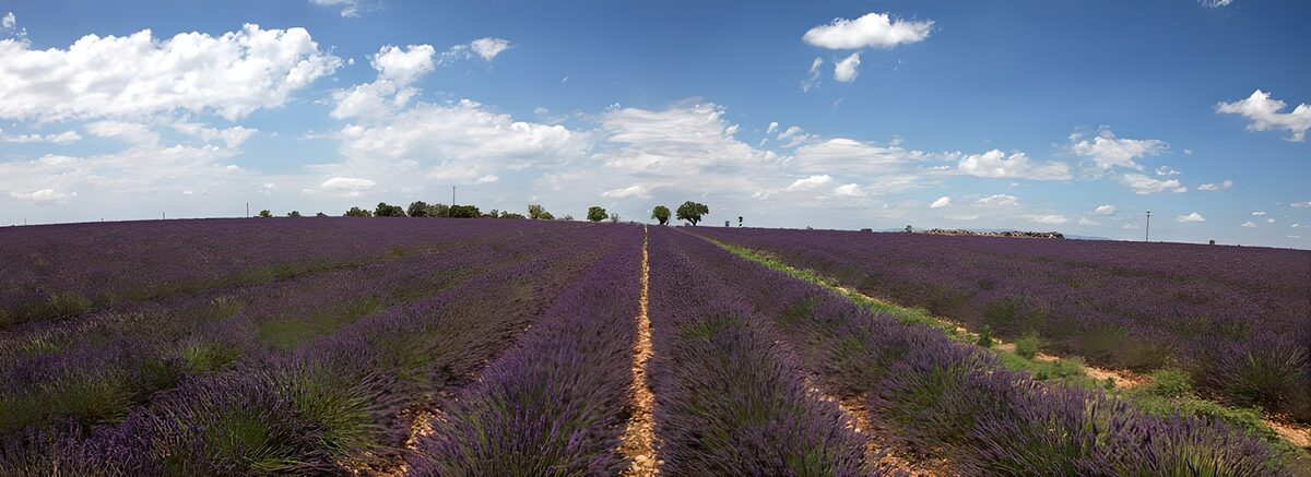 Lavender rows beneath a blue sky