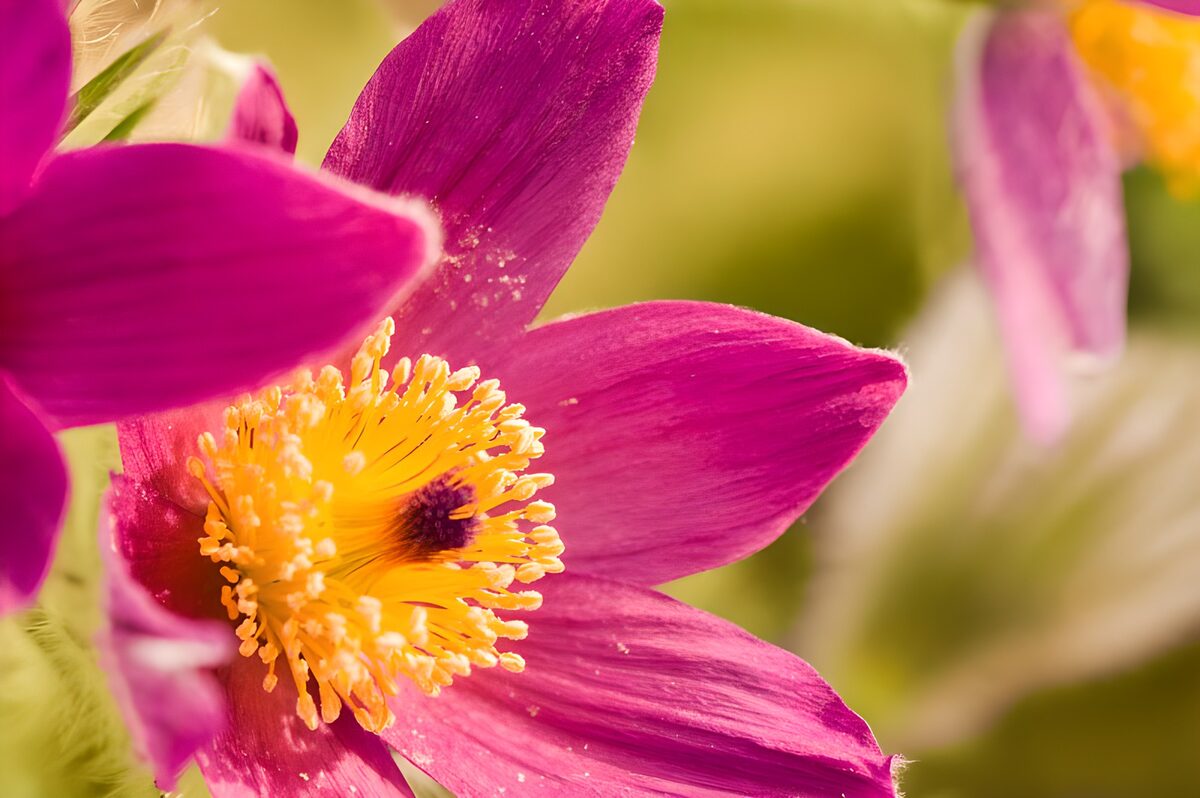 Pink-purple flower in warm light