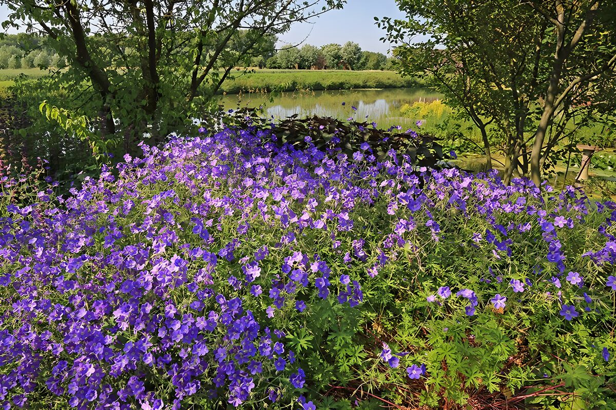 Purple flowers beside a quiet pond