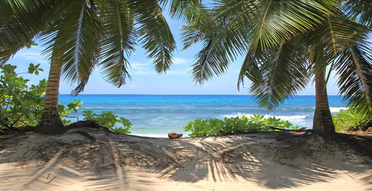 Palm-framed beach in sun and shade