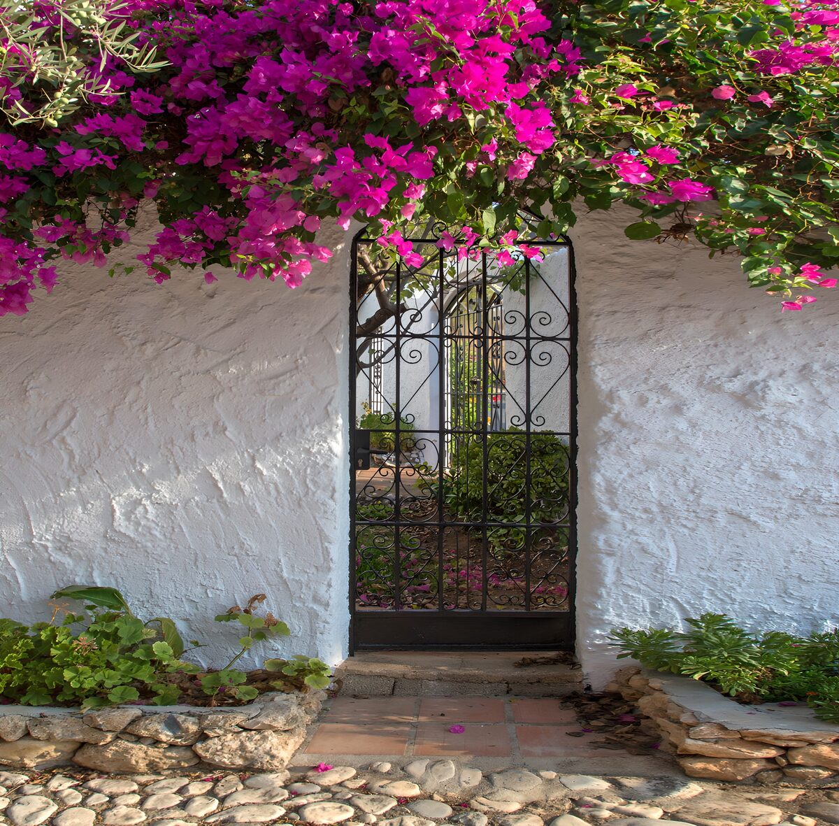 Pink bougainvillea over a sunlit gate