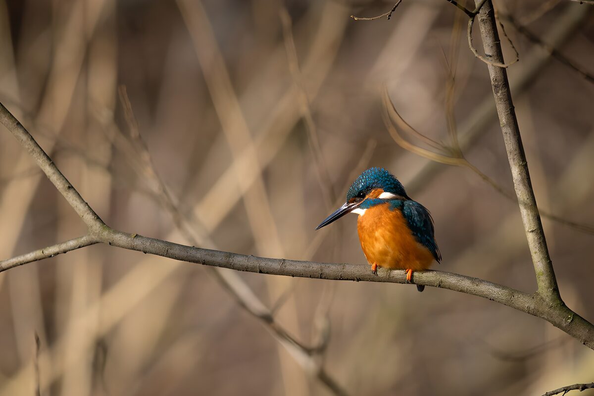 Kingfisher, a spark of blue in the hush