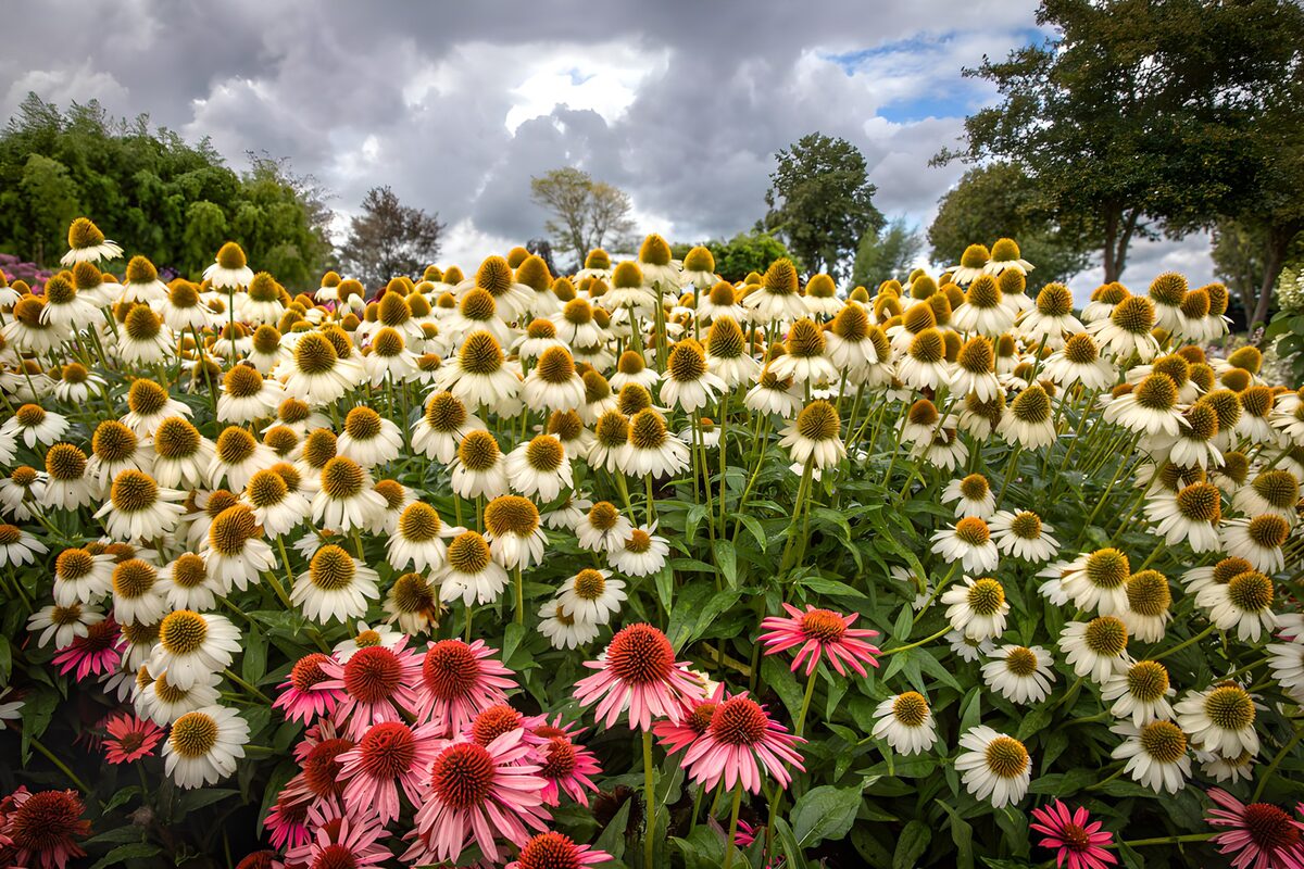 Pink and white coneflowers in summer