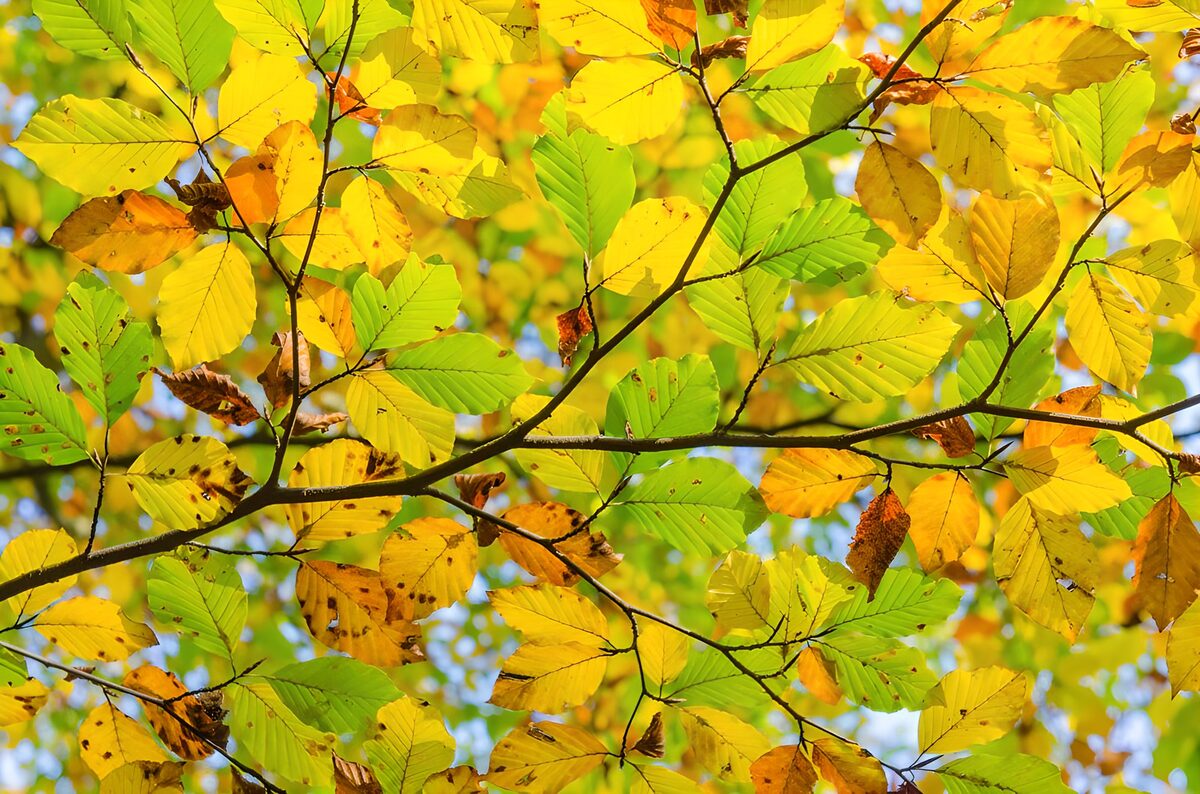 Autumn gold woven through dark branches
