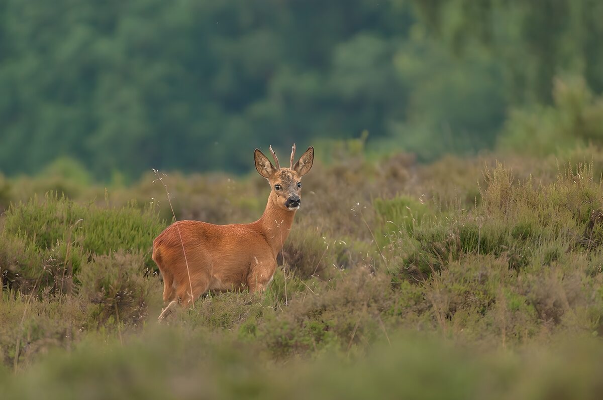 Watchful roe deer buck among the shrubs