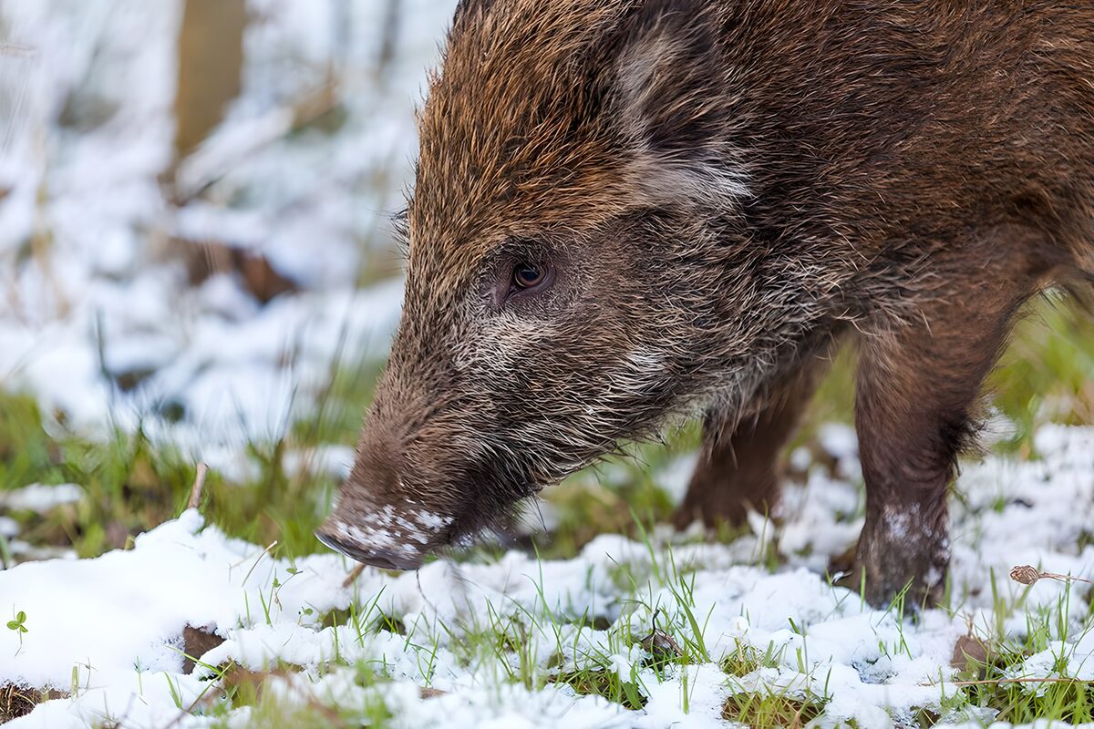 Wild boar on a snowy woodland floor