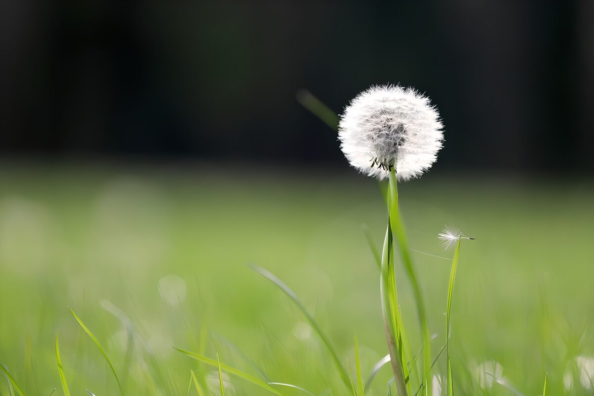 Dandelion seed head in sunlit grass