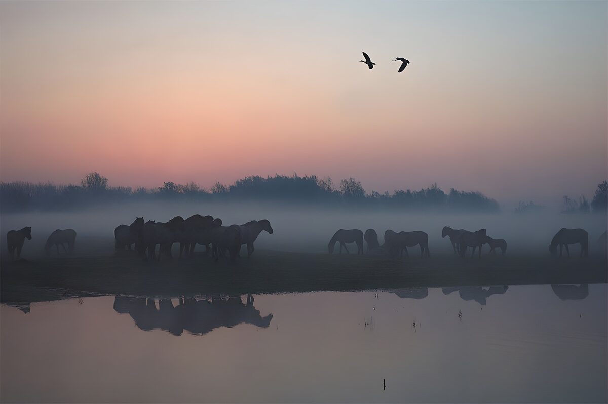 Horses beside misty water